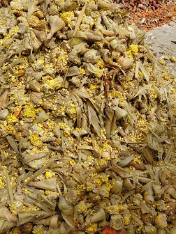 Milho Doce Cru (Triturado / Granel)